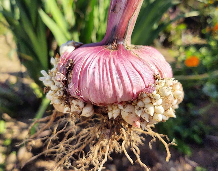 Red plant bulb with multiple white fruits growing on roots, illustrating seasonal bulbs for planting in your garden.