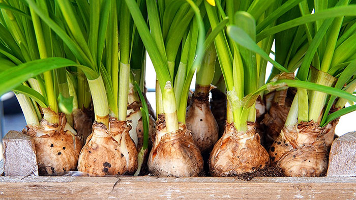 Fresh flower bulbs with green shoots ready for planting in your garden for seasonal bulb growth.