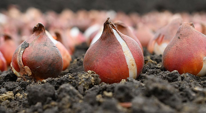 Fresh seasonal bulbs being planted in rich soil, ready to grow and flourish in your garden landscape.