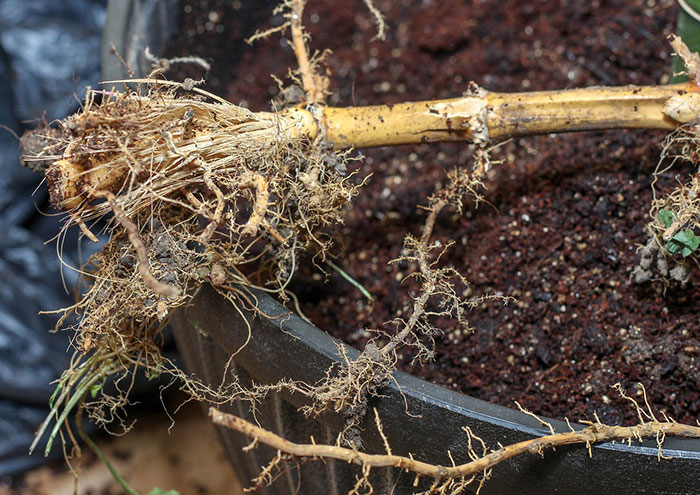 Bamboo roots spread across soil in a pot, illustrating planting bulbs for seasonal garden growth.