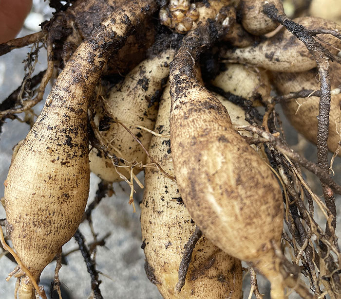 Person holding seasonal bulbs tubers covered in soil, ready for planting in the garden for growth.