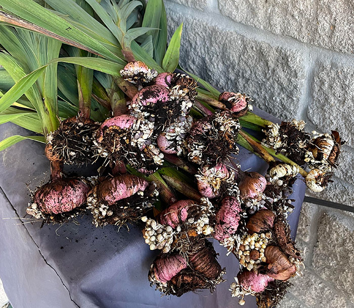 Multiple corm plants with roots and green leaves on a side table ready for planting bulbs in a garden.