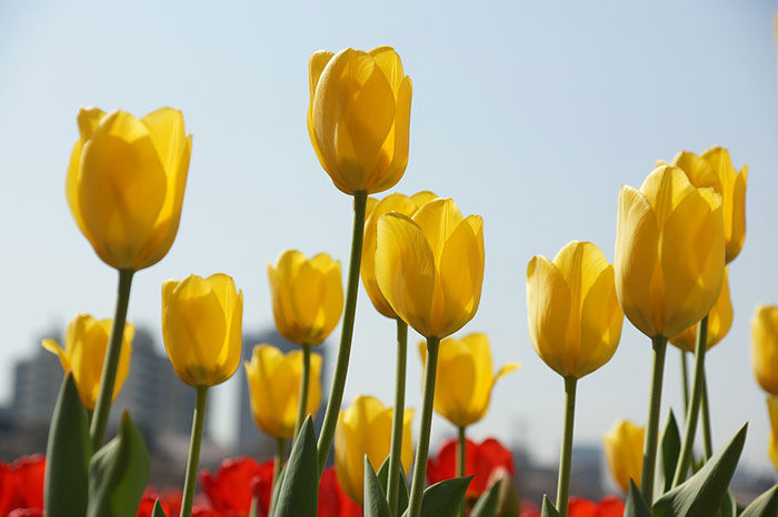 Yellow tulips blooming in the sun, showcasing seasonal bulbs to grow in your garden during planting season.