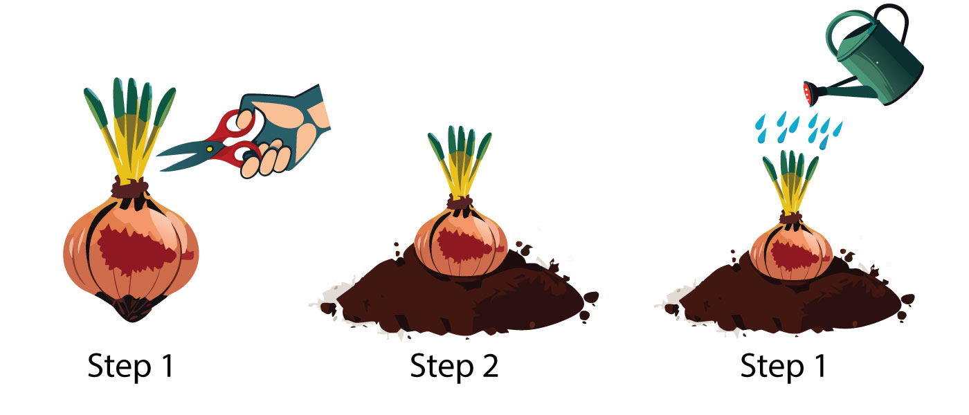 Illustration showing planting bulbs with trimming, placing in soil, and watering steps for garden growth.