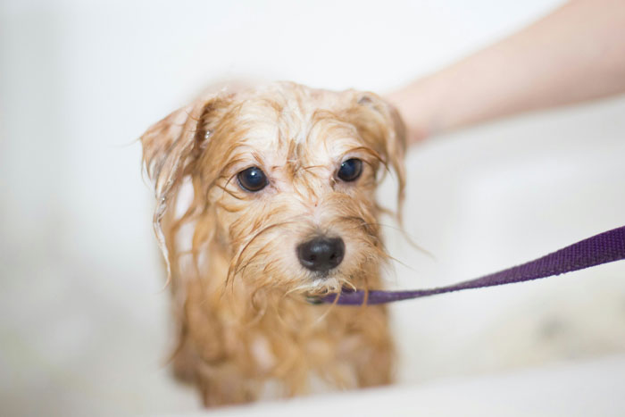 Image of puppy showering.