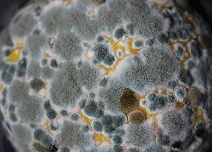 &ldquo;You Can Just Eat It, Then&rdquo;: Karen Eats Moldy Veggies After Refusing To Acknowledge A Worker