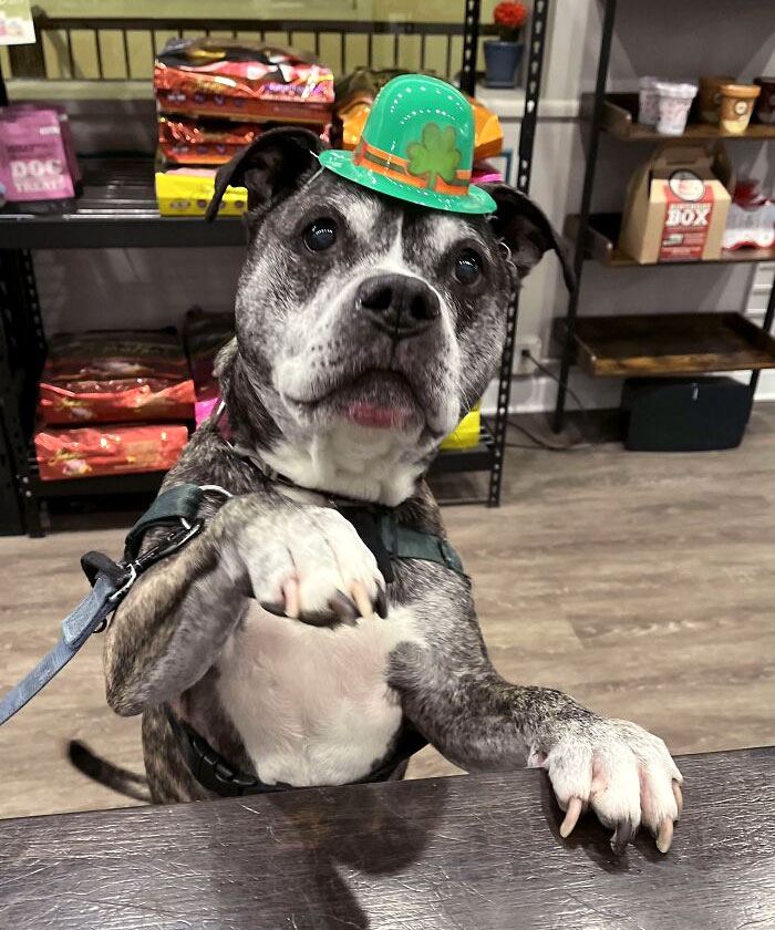 I Met A Leprechaun Today! They Are Way Cuter Than I Thought