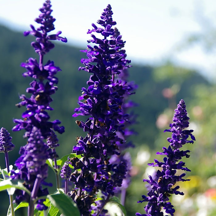 Blue purple salvias Blue purple salvias