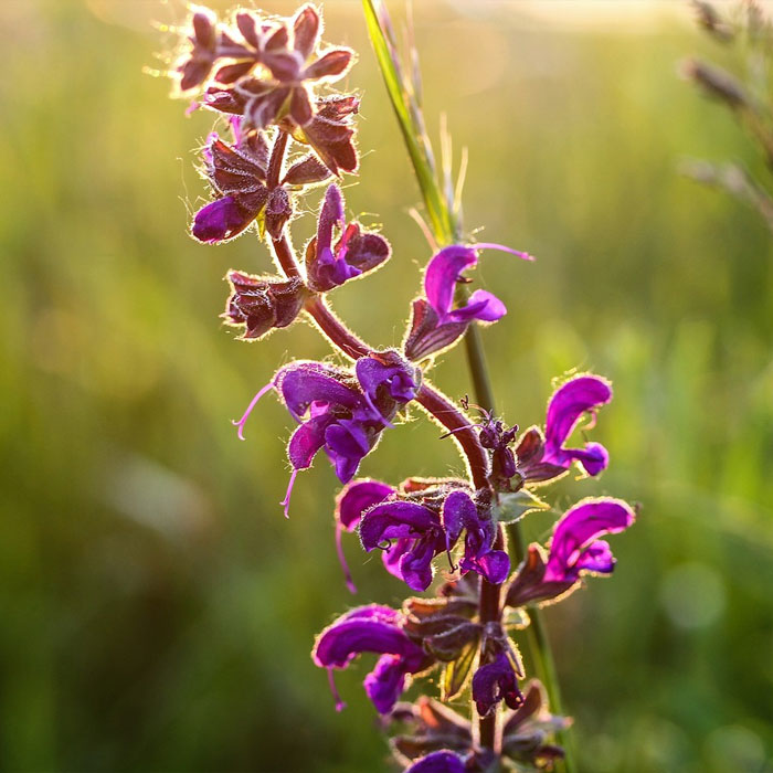 Rose Queen salvia Rose Queen salvia