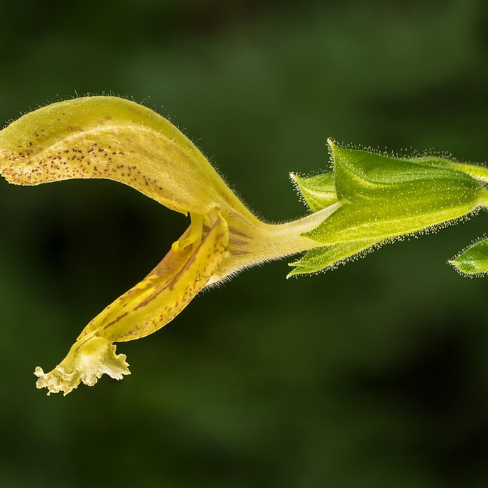 Forsythia Sage salvia Forsythia Sage salvia
