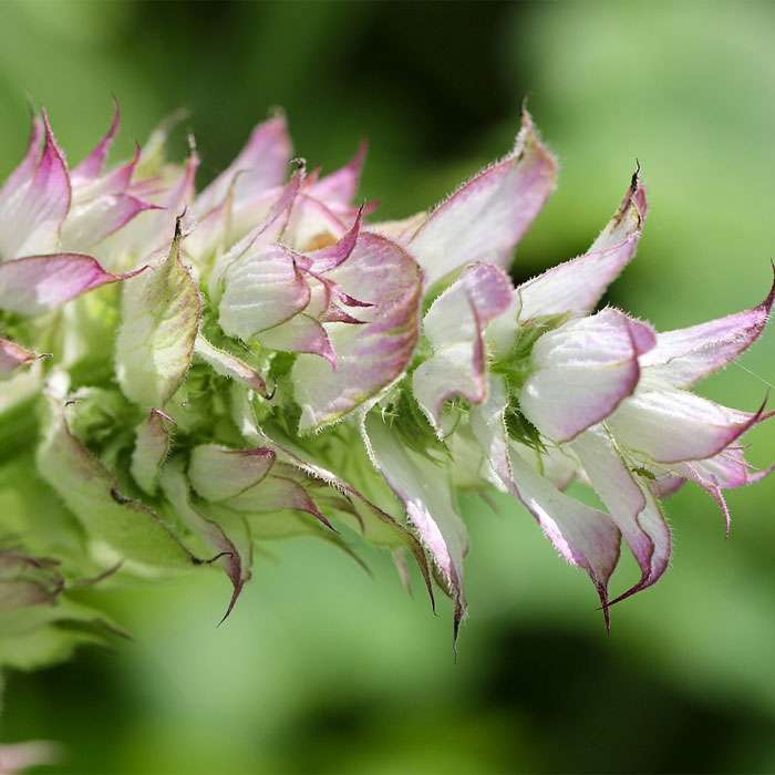 Clary Sage salvia Clary Sage salvia