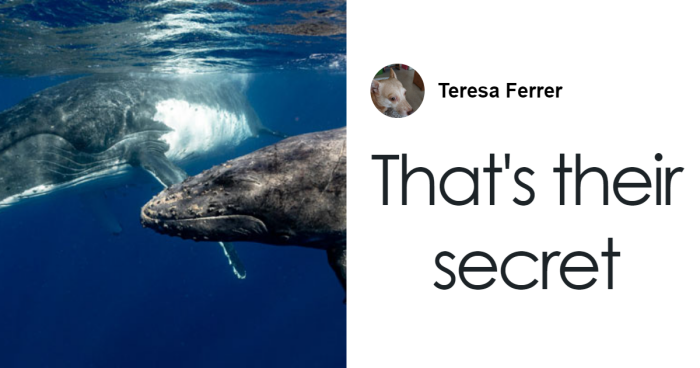 Scientists Are “Super-Excited” After New Study Reveals How Whales Actually Communicate