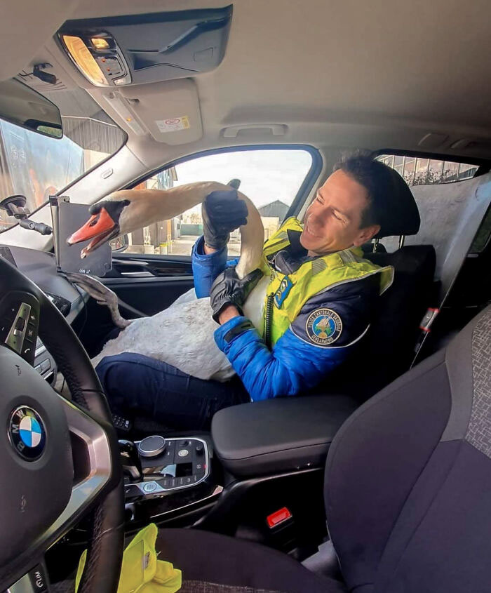 Swiss Police Saving A Swan That Was On The Highway
