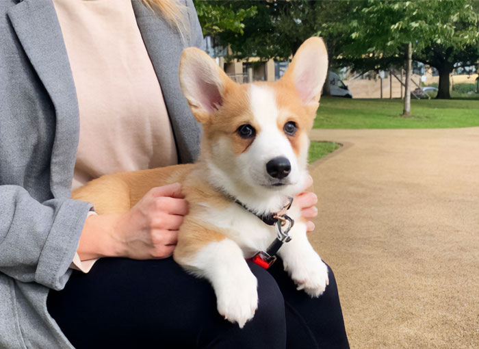 Corgi puppy on a woman's lap outside, highlighting tear stains on dogs.