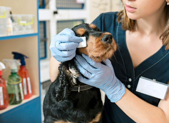 Vet treating tear stains on a dog with a cotton pad, wearing blue gloves in a clinic setting.