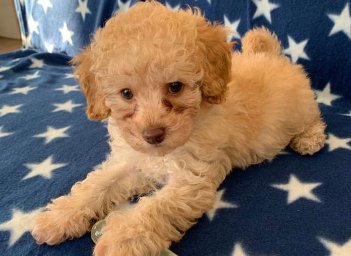 Puppy with tear stains on a star-patterned blanket.