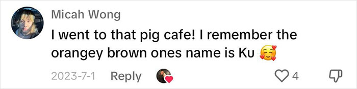 Pigs At This Cafe In Tokyo Are Called &ldquo;Buta-San,&rdquo; And They Trot Around Looking For Pets