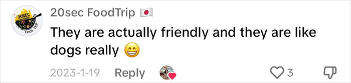 Pigs At This Cafe In Tokyo Are Called &ldquo;Buta-San,&rdquo; And They Trot Around Looking For Pets