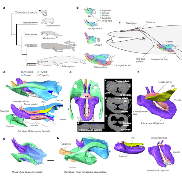 Scientists Are &ldquo;Super-Excited&rdquo; After New Study Reveals How Whales Actually Communicate