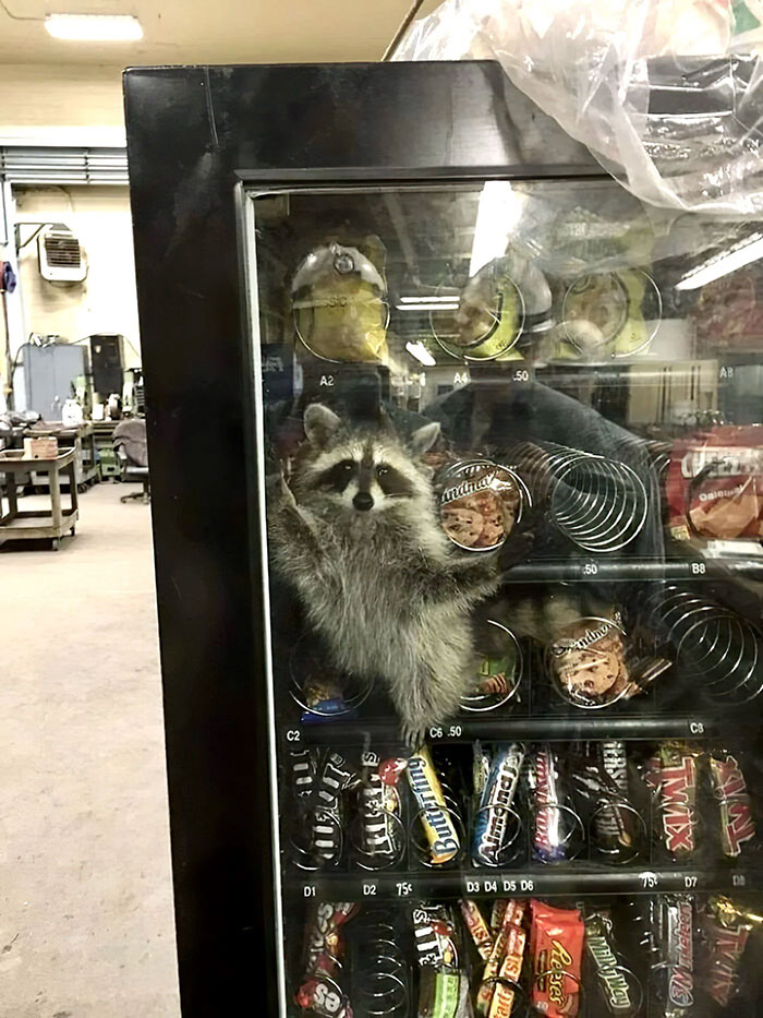 Hang On I'm Gonna Find A Coin