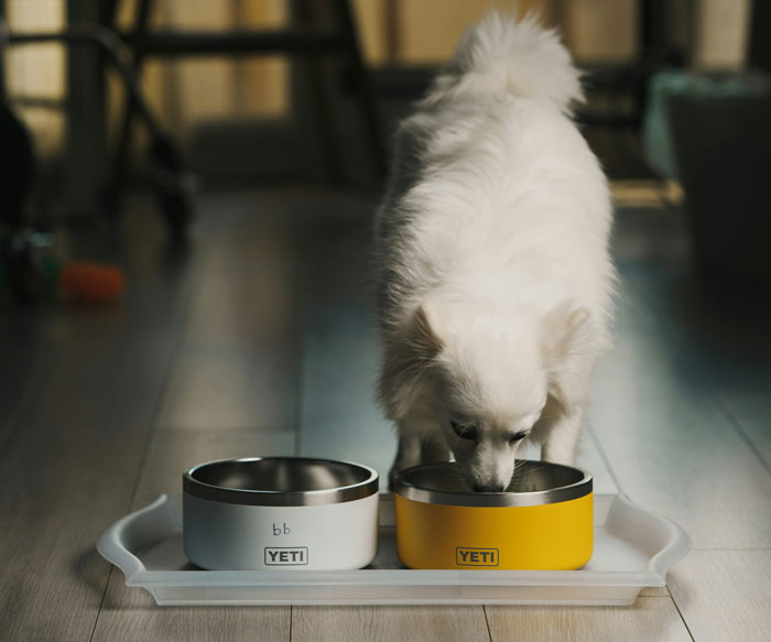 Small white dog eating from a yellow bowl, highlighting wet vs dry dog food for optimal dog nutrition choices.