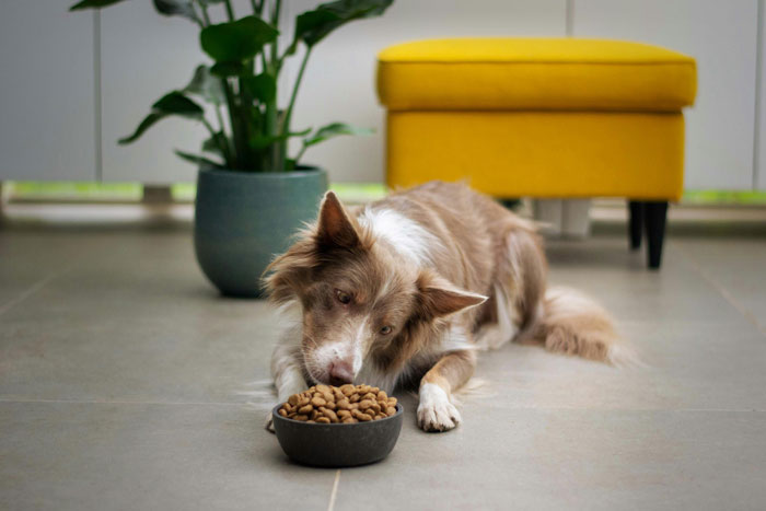 Dog lying near a bowl of dry dog food, illustrating the comparison of wet vs dry dog food for nutrition.