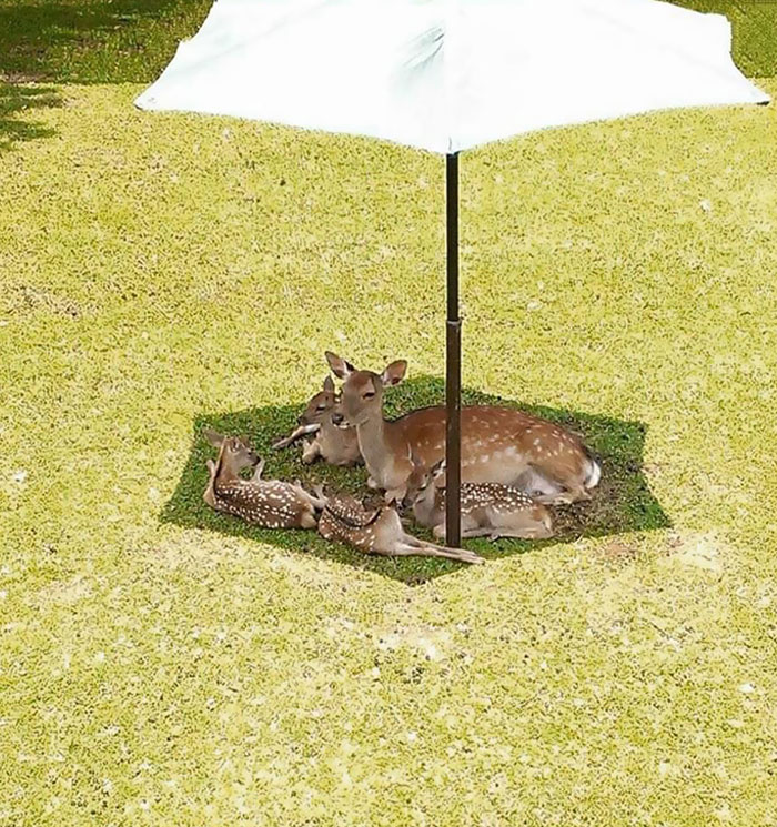 The Importance Of Trees