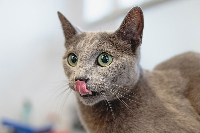 Gray cat licking its nose, wide-eyed, exploring curiosity about earwax.