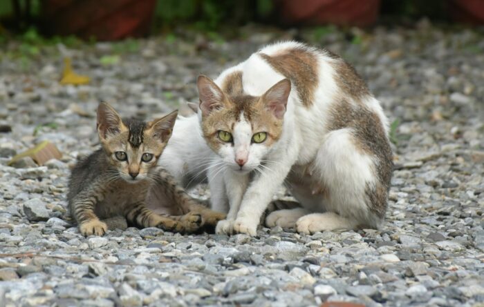 Mother cat and kitten crouching on gravel.