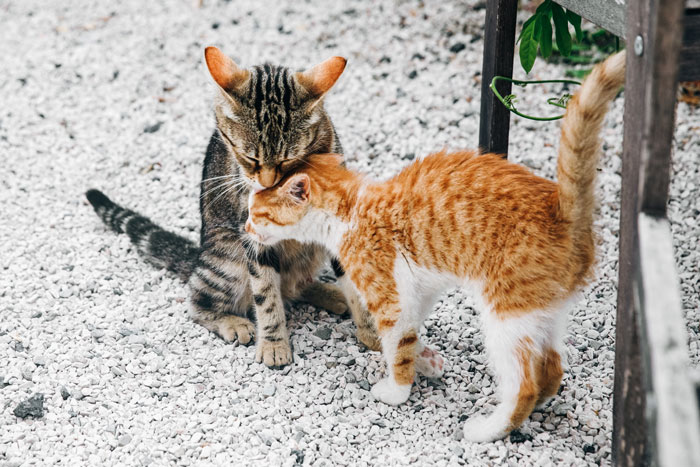 Two cats interacting closely on gravel, showcasing feline behavior insights.