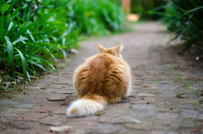 Cat sitting on a path with its back facing the camera, highlighting feline behavior insights.