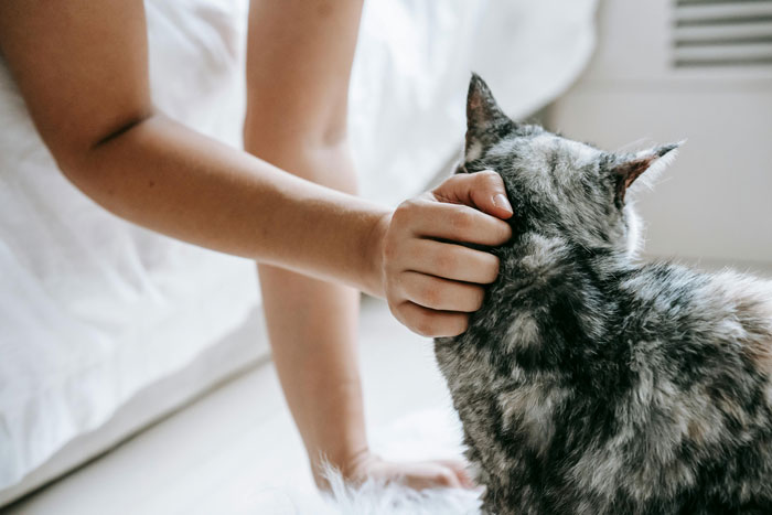 Person petting a cat's back, showcasing common cat behavior, vet insights suggest bonding activity.