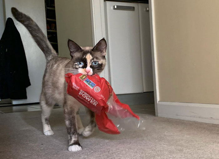 Cat bringing a red toy into a kitchen, showcasing common feline behavior related to toys and gifts.