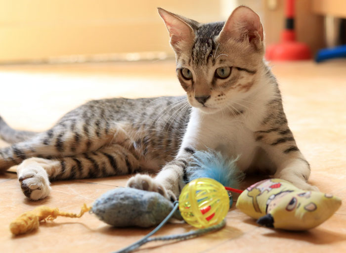Cat with toys on the floor, illustrating reasons behind a cat's offerings.