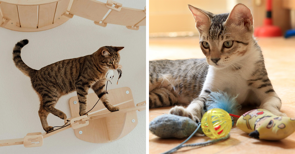 Why Does My Cat Bring Me Toys: Surprising Reasons Revealed