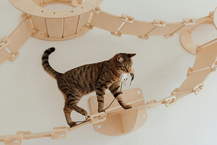 Cat carrying a toy mouse on a wooden cat playground, illustrating reasons for cat's offerings.