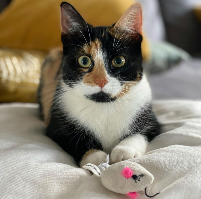 Calico cat on a bed with a toy mouse, illustrating reasons for cat toy offerings.