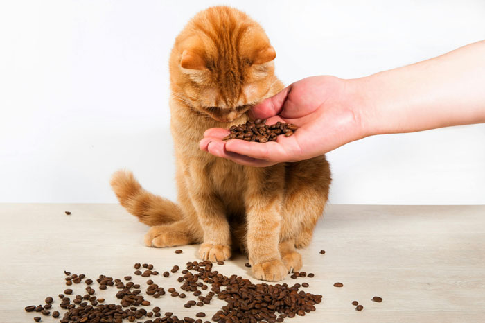 Orange cat sniffing coffee beans from a hand, illustrating methods to eliminate cat odor.