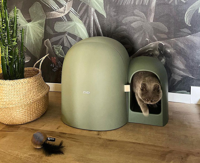 Cat exiting green litter box, designed to reduce poop odor, on wooden floor with plant nearby.