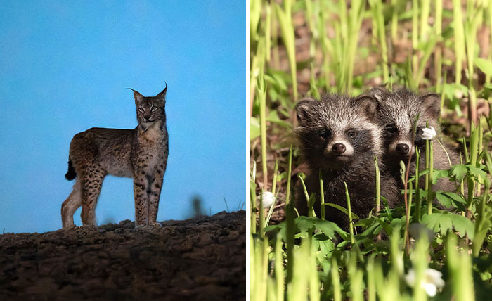 Finnish Photographer Takes Pictures Of Animals In Their Raw Moments (45 Pics)