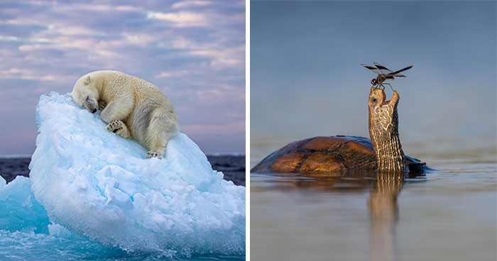 The Wildlife Photographer Of The Year People’s Choice Award: 25 Shortlisted Images That People Could Choose From