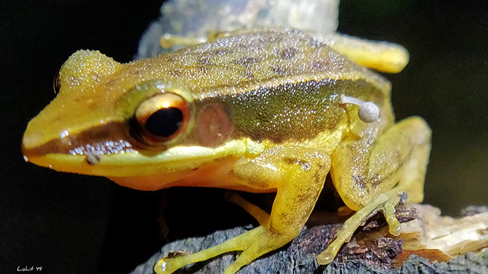 Scientists Baffled By Unprecedented Sight Of Living Frog With Mushroom Sprouting Out Of Its Side Scientists Baffled By Unprecedented Sight Of Living Frog With Mushroom Sprouting Out Of Its Side