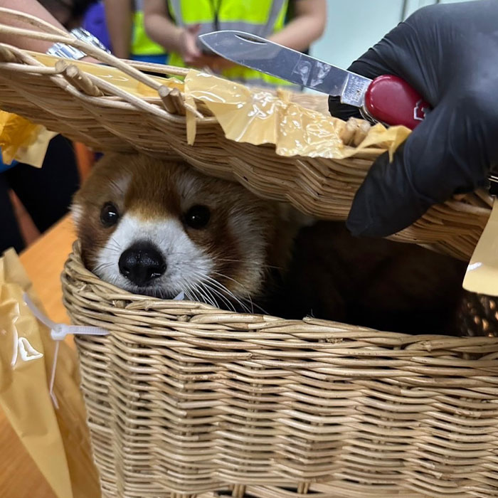 Six People Caught Trying To Smuggle 87 Animals In Major Wildlife Trafficking Bust