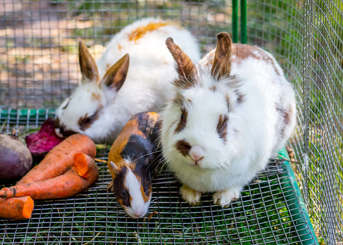 Boy, 9, Put In Care Program After Strangling 11 Animals At Petting Zoo