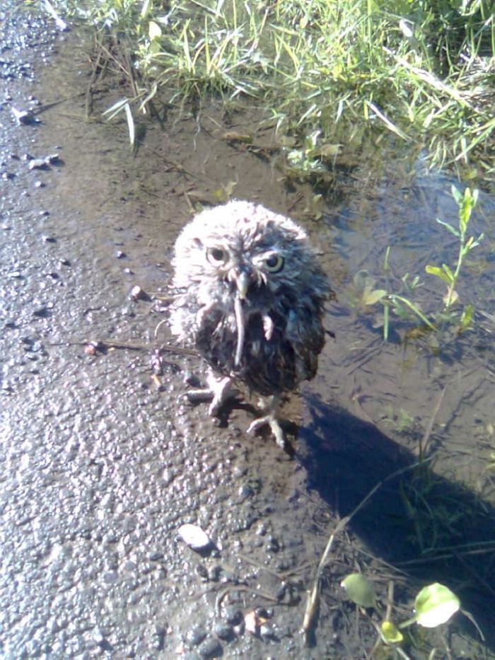 Courtesy Of My Dad And His Ancient Phone... Little Owl Eating Lunch