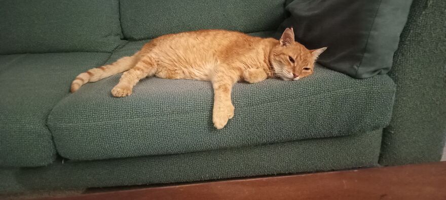 Saying "Goodbye" To Our Furry Family Members