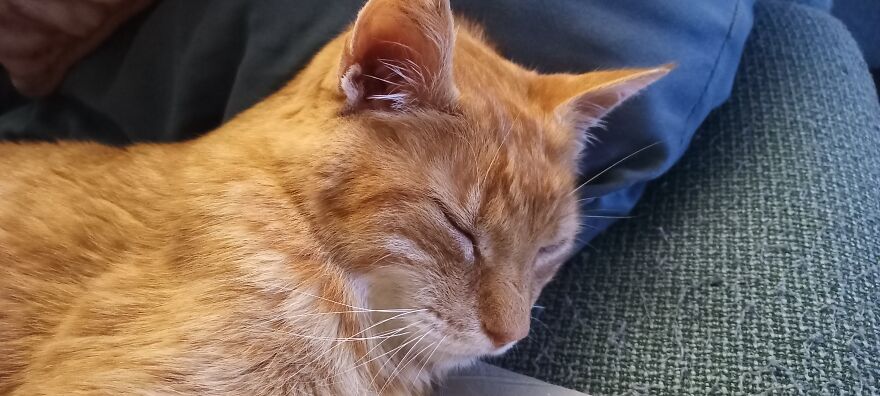 Saying "Goodbye" To Our Furry Family Members