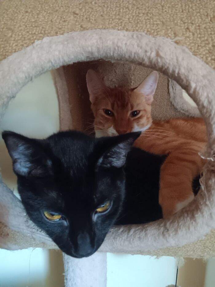 Gordon Ramsey And Loki