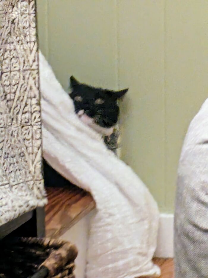 Extreme Zoomie Alert!