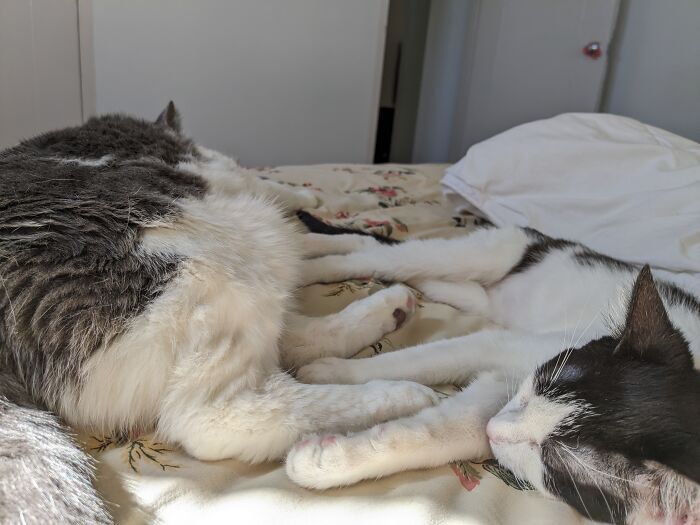 Orientation: Antiparallel